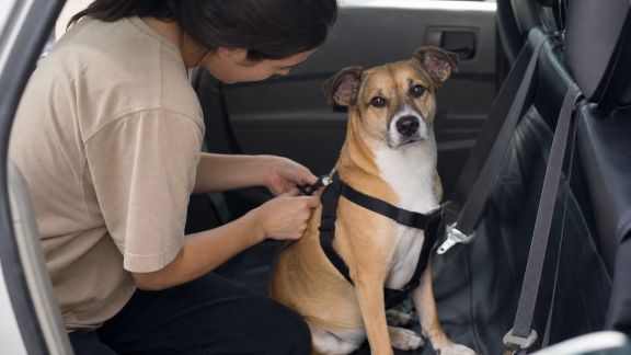 Voyager avec un animal à bord : garantir sa sécurité et la vôtre