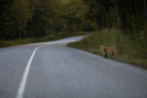 Comment réagir face à un animal sur la route : réflexes à adopter pour éviter l'accident